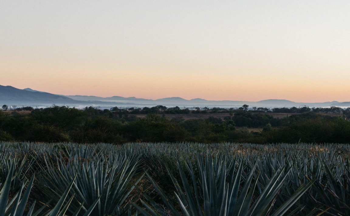 Volcan de mi tierra Blanco - Banner Caveman