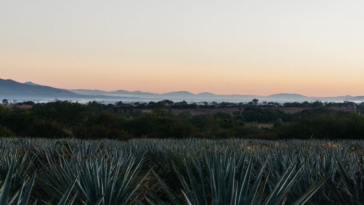 Volcan de mi tierra Blanco - Banner Caveman