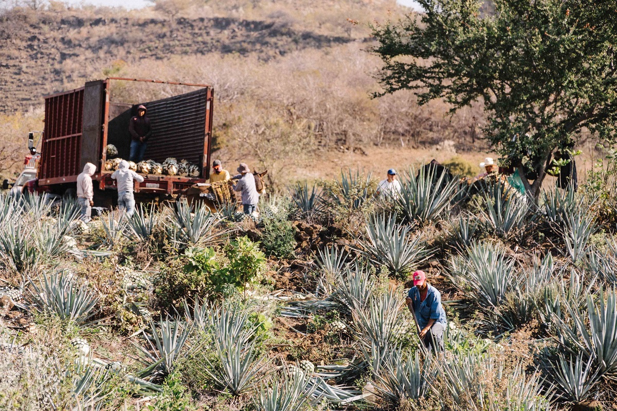 Camion recolte agave